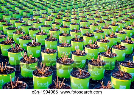 Stock Photography - Rows of plants and shrubs on a nursery in southern Maryland.. Fotosearch