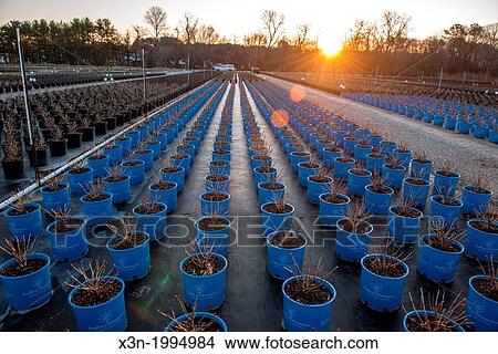 Rows of plants in a greenhouse in a nursery Rows of plants and shrubs on a nursery in southern Maryland. View Large Photo Image Picture - Rows of plants in a greenhouse in a nursery Rows of plants and shrubs on a nursery in southern Maryland.. Fotosearch