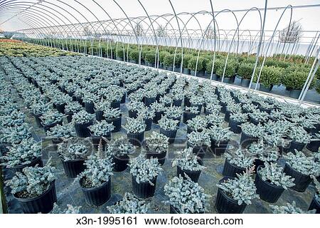 Rows of plants in a greenhouse in a nursery, Maryland USA View Large Photo Image Stock Image - Rows of plants in a greenhouse in a nursery, Maryland USA. Fotosearch