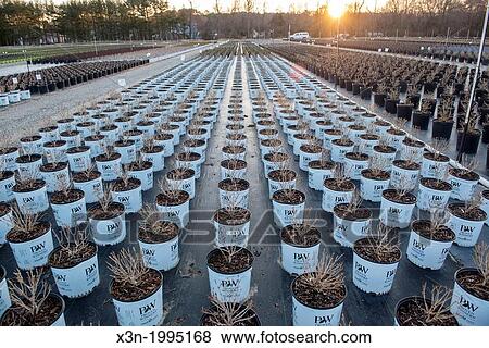 Rows of plants in a greenhouse in a nursery Rows of plants and shrubs on a nursery in southern Maryland. View Large Photo Image Stock Photo - Rows of plants in a greenhouse in a nursery Rows of plants and shrubs on a nursery in southern Maryland.. Fotosearch