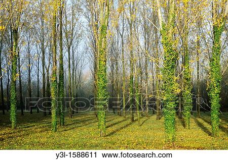Rows of trees with yellow leaves in fall View Large Photo Image Stock Image - Rows of trees with yellow leaves in fall. Fotosearch