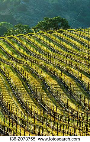 Rows of wine grape vines in Vineyard in the Santa Ynez Valley, Santa Barbara County, California. View Large Photo Image Stock Photography - Rows of wine grape vines in Vineyard in the Santa Ynez Valley, Santa Barbara County, California.. Fotosearch