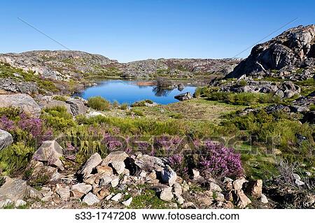 Roya lagoon in the Sanabria Natural Park Zamora Castilla Le? n Spain View Large Photo Image Stock Photo - Roya lagoon in the Sanabria Natural Park Zamora Castilla Le? n Spain. Fotosearch