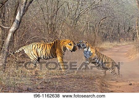 Stock Photo - Royal Bengal Tiger Panthera tigris tigris. Fotosearch
