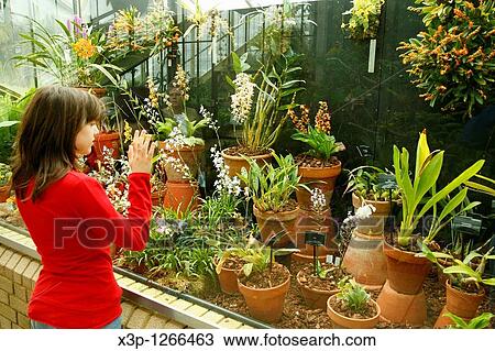 Royal Botanic Gardens Kew Richmond, London Princess of Wales conservatory Orchids View Large Photo Image Stock Image - Royal Botanic Gardens Kew Richmond, London Princess of Wales conservatory Orchids. Fotosearch