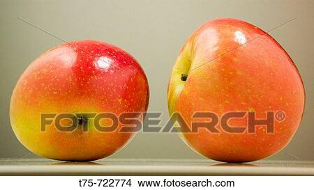 Royal Gala apples View Large Photo Image Picture - Royal Gala apples. Fotosearch