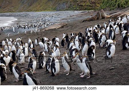 Royal penguins and elephant seals, Sandy Bay, Macquarie Island, Australia View Large Photo Image Stock Photo - Royal penguins and elephant seals, Sandy Bay, Macquarie Island, Australia. Fotosearch