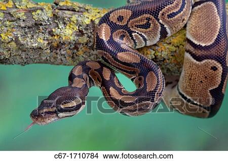 Royal Python Python regius View Large Photo Image Picture - Royal Python Python regius. Fotosearch