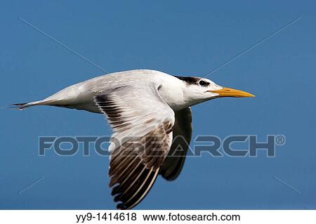 Stock Photo - Royal Tern in Flight - J N Ding Darling National Wildlife Refuge - Sanibel Island, Florida USA. Fotosearch