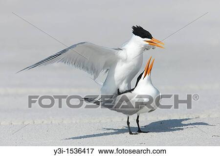 Stock Photo - Royal Terns Sterna maxima mating at Fort Desoto Park, Tierra Verde, Florida, USA. Fotosearch
