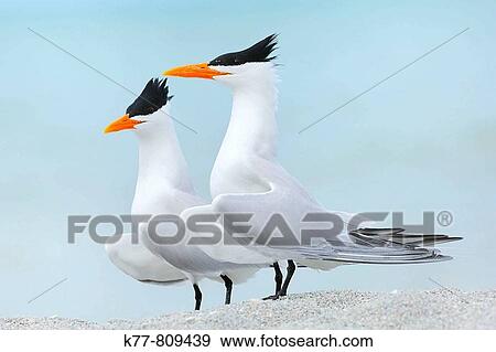 Royal Terns (Sterna maxima), Displaying. Sanibel Island, Florida, USA. View Large Photo Image Stock Photo - Royal Terns (Sterna maxima), Displaying. Sanibel Island, Florida, USA.. Fotosearch