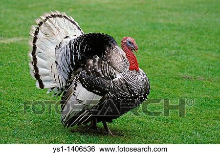 Stock Photograph - ROYAL TURKEY COCK DISPLAYING WITH THE TAIL FANNED OUT. Fotosearch