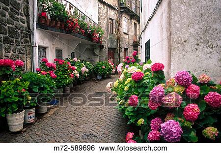 Rua Alegria with hortensias. Trancoso. Beira Alta. Portugal. View Large Photo Image Stock Photograph - Rua Alegria with hortensias. Trancoso. Beira Alta. Portugal.. Fotosearch
