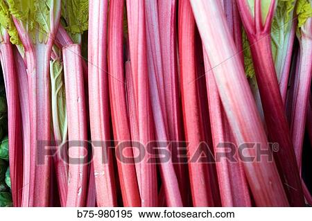 Rubard, vegetable View Large Photo Image Stock Photography - Rubard, vegetable. Fotosearch