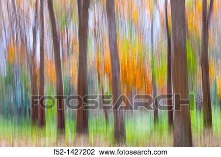 Rubber Tree plantation, Krabi province, Andaman Sea, Thailand, Asia View Large Photo Image Stock Image - Rubber Tree plantation, Krabi province, Andaman Sea, Thailand, Asia. Fotosearch