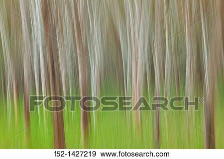 Rubber Tree plantation, Krabi province, Andaman Sea, Thailand, Asia View Large Photo Image Stock Photo - Rubber Tree plantation, Krabi province, Andaman Sea, Thailand, Asia. Fotosearch