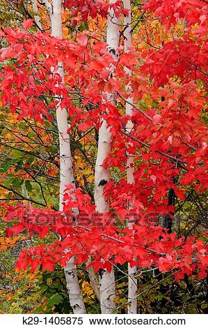 Rubrum Acer القيقب الأحمر اوراق لنبتة الخريف ب البتولا الأبيض