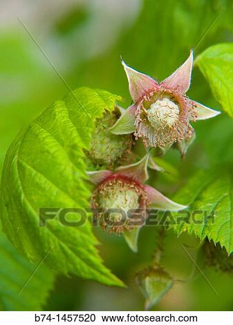 Rubus idaeus flowers View Large Photo Image Stock Image - Rubus idaeus flowers. Fotosearch