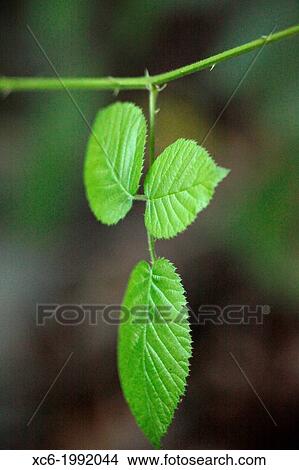 Rubus ulmifolios - tree bunch with three leaves tenerife island View Large Photo Image Picture - Rubus ulmifolios - tree bunch with three leaves tenerife island. Fotosearch