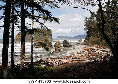 Stock Image - Ruby Beach - Olympic National Park, Washington. Fotosearch