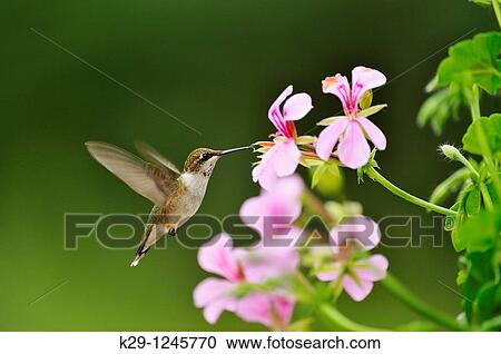 Ruby throated hummingbird Archilochus colubris Nectaring geranium flowers on residential deck View Large Photo Image Stock Image - Ruby throated hummingbird Archilochus colubris Nectaring geranium flowers on residential deck. Fotosearch