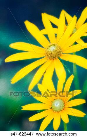 Rudbeckia Daisies. Rudbeckia hirta? Prairie Sun?. August 2006, Maryland, USA View Large Photo Image Stock Photo - Rudbeckia Daisies. Rudbeckia hirta? Prairie Sun?. August 2006, Maryland, USA. Fotosearch
