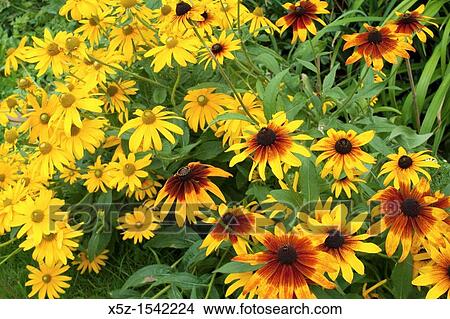 Picture - Rudbeckia Hirta and Irish Eyes blooming together. Fotosearch