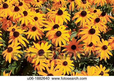 Rudbeckia hirta, the Black-eyed Susan, with the other common names of: Brown-eyed Susan, Brown Betty, Brown Daisy Rudbeckia triloba, Gloriosa Daisy, Golden Jerusalem, Poorland Daisy, Yellow Daisy, and Yellow Ox-eye Daisy View Large Photo Image Stock Image - Rudbeckia hirta, the Black-eyed Susan, with the other common names of: Brown-eyed Susan, Brown Betty, Brown Daisy Rudbeckia triloba, Gloriosa Daisy, Golden Jerusalem, Poorland Daisy, Yellow Daisy, and Yellow Ox-eye Daisy. Fotosearch