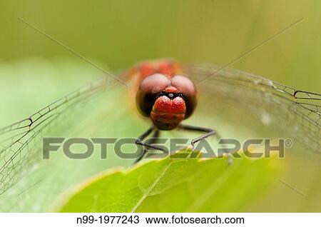 Ruddy darter (Sympetrum sanguineum), portrait, Bavaria, Germany. View Large Photo Image Stock Image - Ruddy darter (Sympetrum sanguineum), portrait, Bavaria, Germany.. Fotosearch
