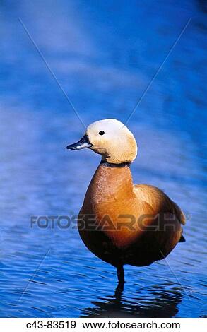 Ruddy Shelduck (Tadorna ferruginea) male. Extremadura, Spain View Large Photo Image Stock Photo - Ruddy Shelduck (Tadorna ferruginea) male. Extremadura, Spain. Fotosearch