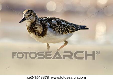 Stock Photo - Ruddy Turnstone - Arenaria interpres, Crete. Fotosearch