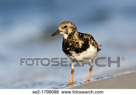 Ruddy Turnstone - Arenaria interpres, Crete View Large Photo Image Stock Photo - Ruddy Turnstone - Arenaria interpres, Crete. Fotosearch