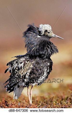 Stock Photograph - Ruff. Philomachus pugnax. Ordre: Charadriiformes. Famille: Scolopacides. Fotosearch
