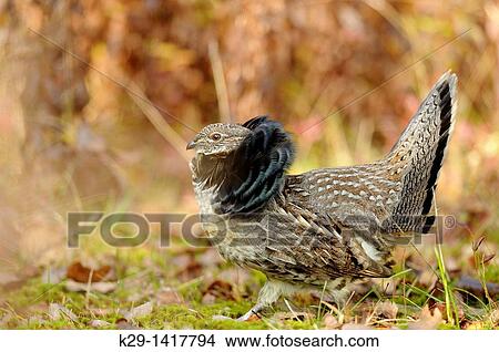 Ruffed grouse Bonasa umbellus Displaying male Sudbury Ontario View Large Photo Image Picture - Ruffed grouse Bonasa umbellus Displaying male Sudbury Ontario. Fotosearch