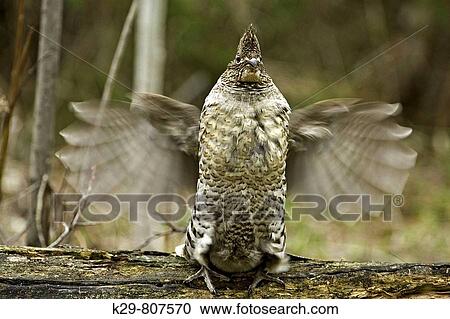 Ruffed grouse Bonassa umbellus- courtship display-Male drumming on fallen log in forest View Large Photo Image Stock Image - Ruffed grouse Bonassa umbellus- courtship display-Male drumming on fallen log in forest. Fotosearch
