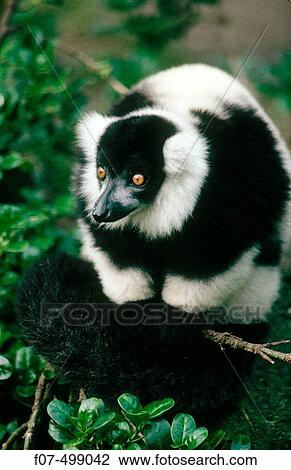 Ruffed Lemur (Lemur variegatus) View Large Photo Image Stock Image - Ruffed Lemur (Lemur variegatus). Fotosearch
