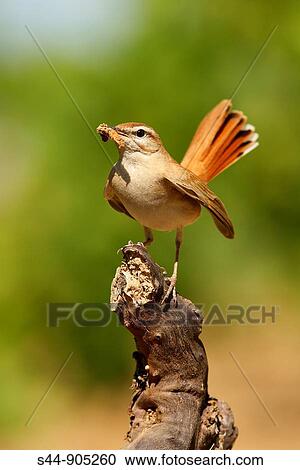 Stock Image - Rufous Bush Robin (Cercotrichas galactotes). Fotosearch