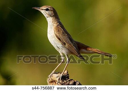 Stock Photo - Rufous Bush Robin (Cercotrichas galactotes). Fotosearch