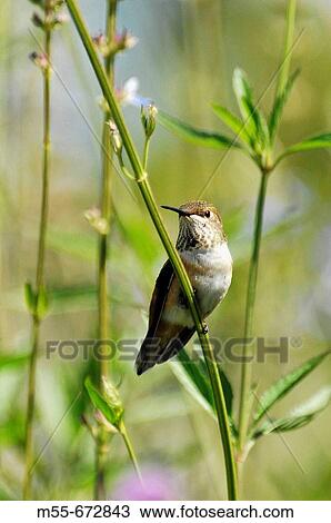 Rufus hummingbird View Large Photo Image Stock Image - Rufus hummingbird. Fotosearch
