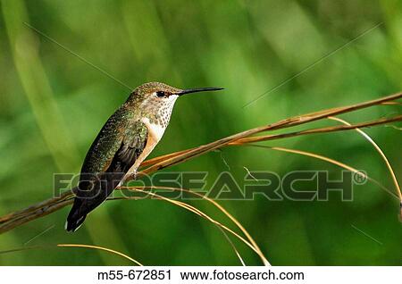 Rufus hummingbird View Large Photo Image Stock Image - Rufus hummingbird. Fotosearch