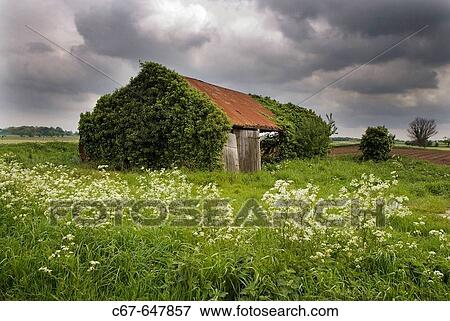 Ruined Barn. Fields. Norfolk. UK. View Large Photo Image Stock Photo - Ruined Barn. Fields. Norfolk. UK.. Fotosearch