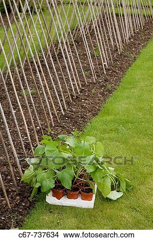 Runner Bean Plants ready for planting out Norfolk June View Large Photo Image Picture - Runner Bean Plants ready for planting out Norfolk June. Fotosearch