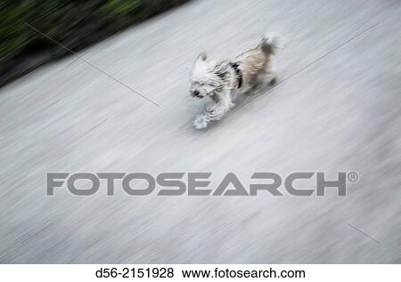 Running dog, Viveros municipales, Jardines del Real, Garden, Valencia, Spain View Large Photo Image Stock Photo - Running dog, Viveros municipales, Jardines del Real, Garden, Valencia, Spain. Fotosearch