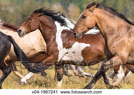 Running horses at a horse round up, Montana, USA View Large Photo Image Stock Image - Running horses at a horse round up, Montana, USA. Fotosearch