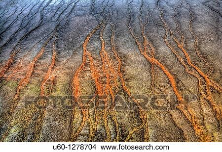Runoff from Grand Prismatic Spring creates high-color at Yellowstone National Park, Wyoming View Large Photo Image Picture - Runoff from Grand Prismatic Spring creates high-color at Yellowstone National Park, Wyoming. Fotosearch