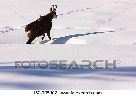 Rupicapra rupicapra, National park Gran Paradiso, Italy, View Large Photo Image Stock Image - Rupicapra rupicapra, National park Gran Paradiso, Italy,. Fotosearch