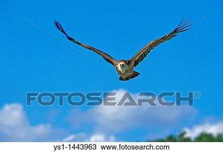 RUPPELL? S VULTURE gyps rueppellii, ADULT IN FLIGHT, KENYA View Large Photo Image Stock Image - RUPPELL? S VULTURE gyps rueppellii, ADULT IN FLIGHT, KENYA. Fotosearch