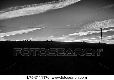 Rural landscape at sunset, silhouette of lambs in a hill. North Yorkshire, England, UK, Europe. View Large Photo Image Stock Image - Rural landscape at sunset, silhouette of lambs in a hill. North Yorkshire, England, UK, Europe.. Fotosearch