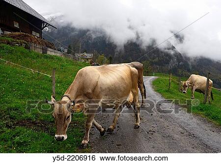 Rural landscape, Engelberg, Urner Alps, Obwalden, Switzerland. View Large Photo Image Stock Photograph - Rural landscape, Engelberg, Urner Alps, Obwalden, Switzerland.. Fotosearch