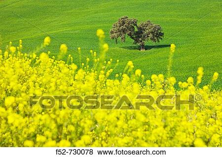 Rural landscape. Sevilla province, Andalucia, Spain View Large Photo Image Stock Photo - Rural landscape. Sevilla province, Andalucia, Spain. Fotosearch